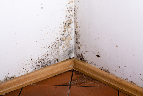 mold behind a wall