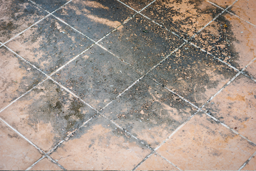 mold in flooring