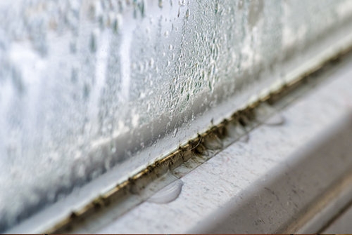 mold in leaky window