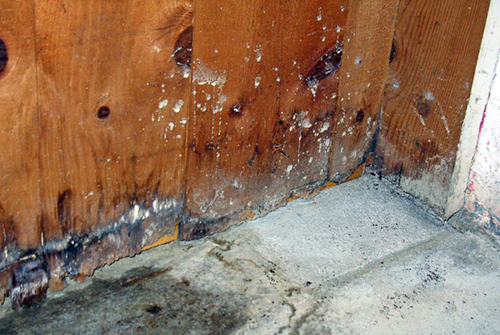 hire contractor to fix nasty mold problem in the basement