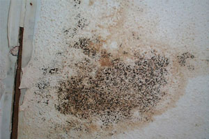 bad black mold problem 